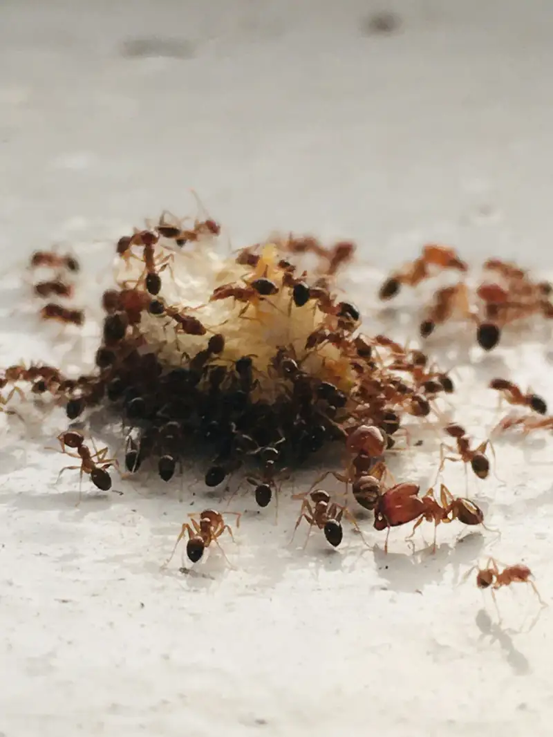 Ants on a surface