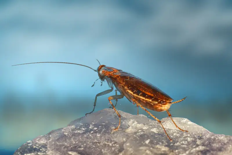 Cockroach on a kitchen surface