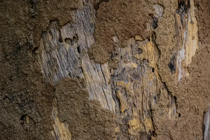Termite damage in wood